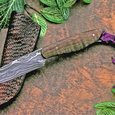 Fiddleback Maple Zebrastripe Damascus Bird & Trout Knife